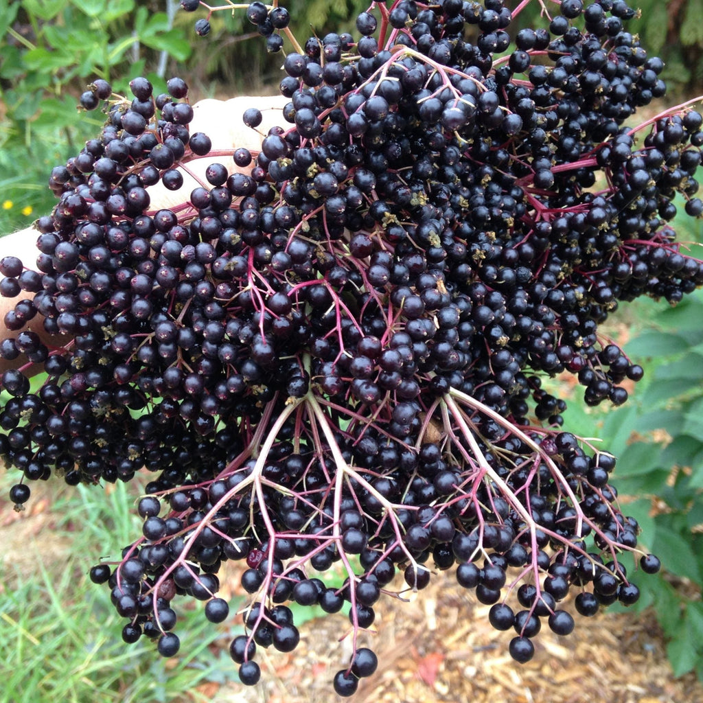 European Black Elderberry Seeds