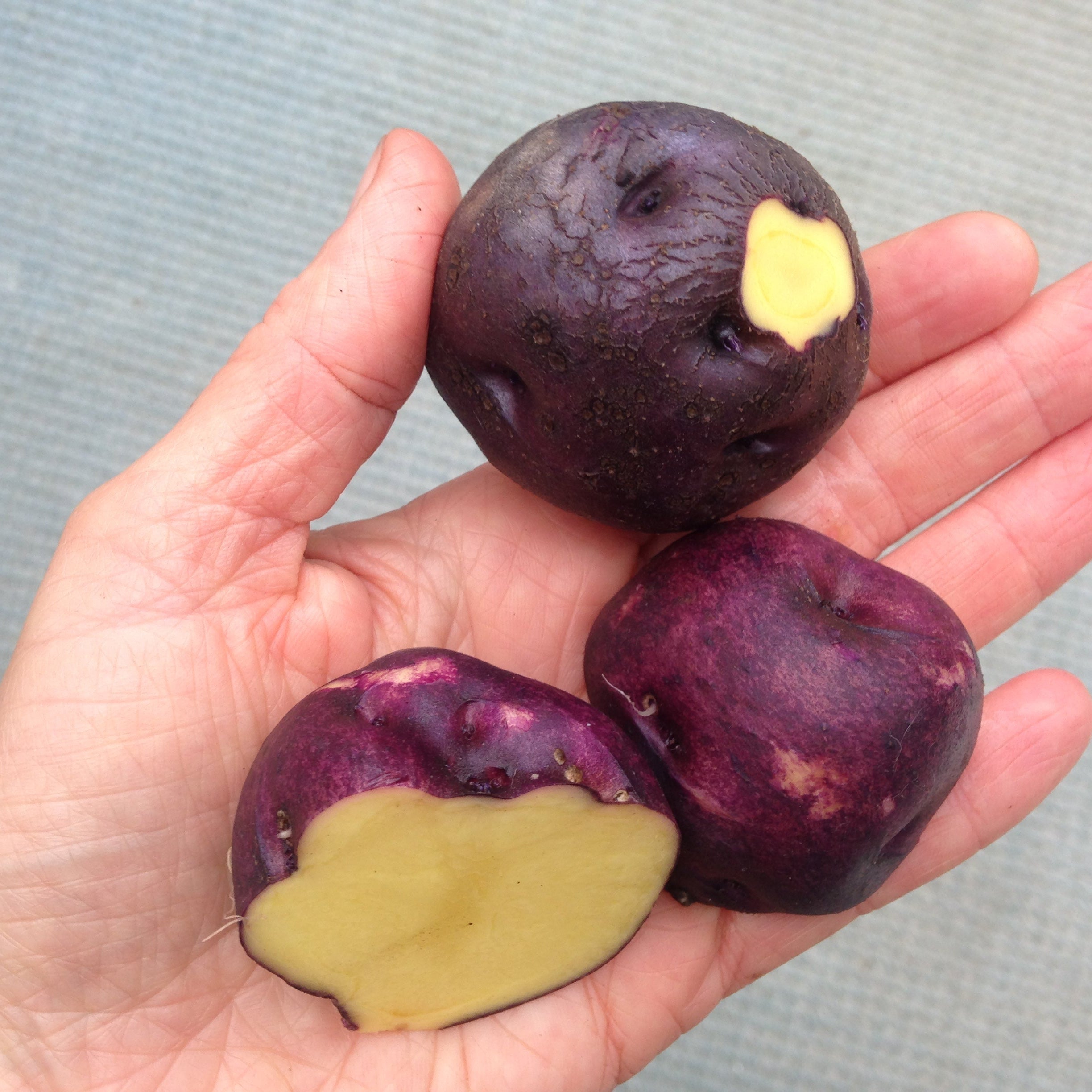 Semences de TPS Potato Fruit Seeds