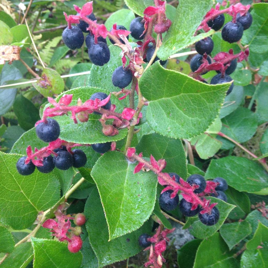 Salal Seeds