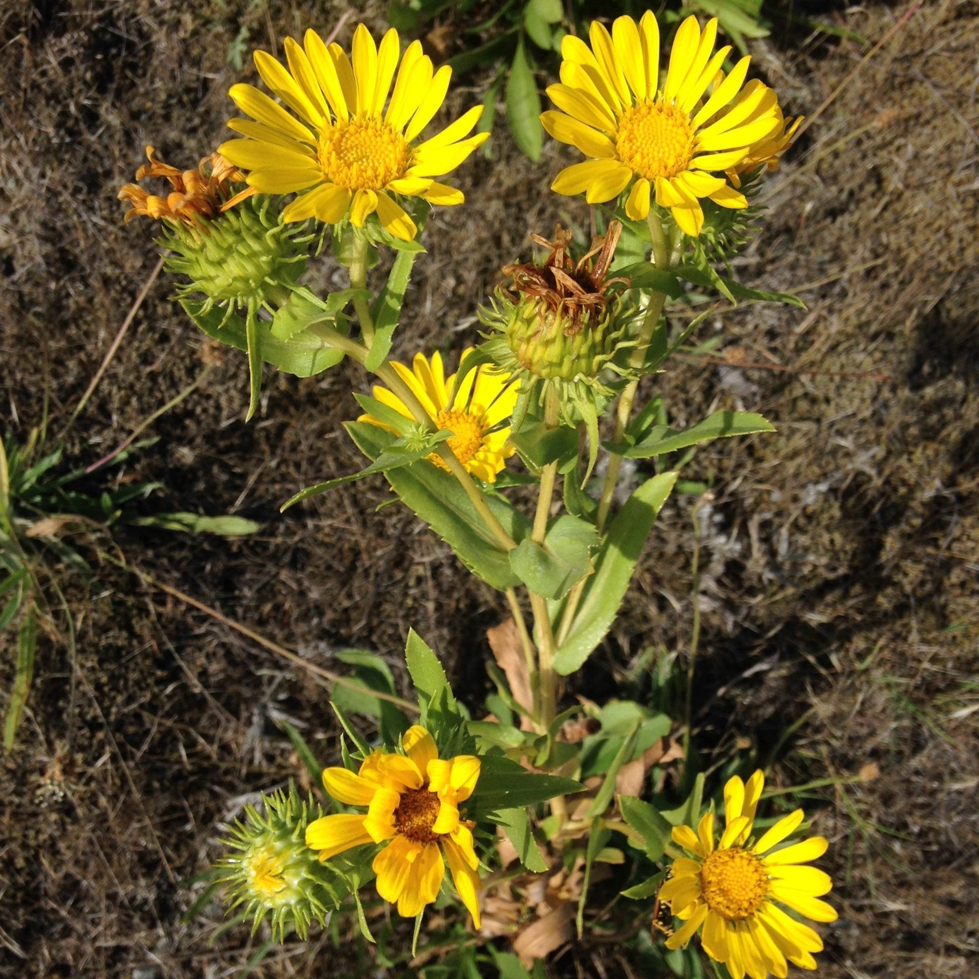 semences de herbe à gomme de l'Oregon