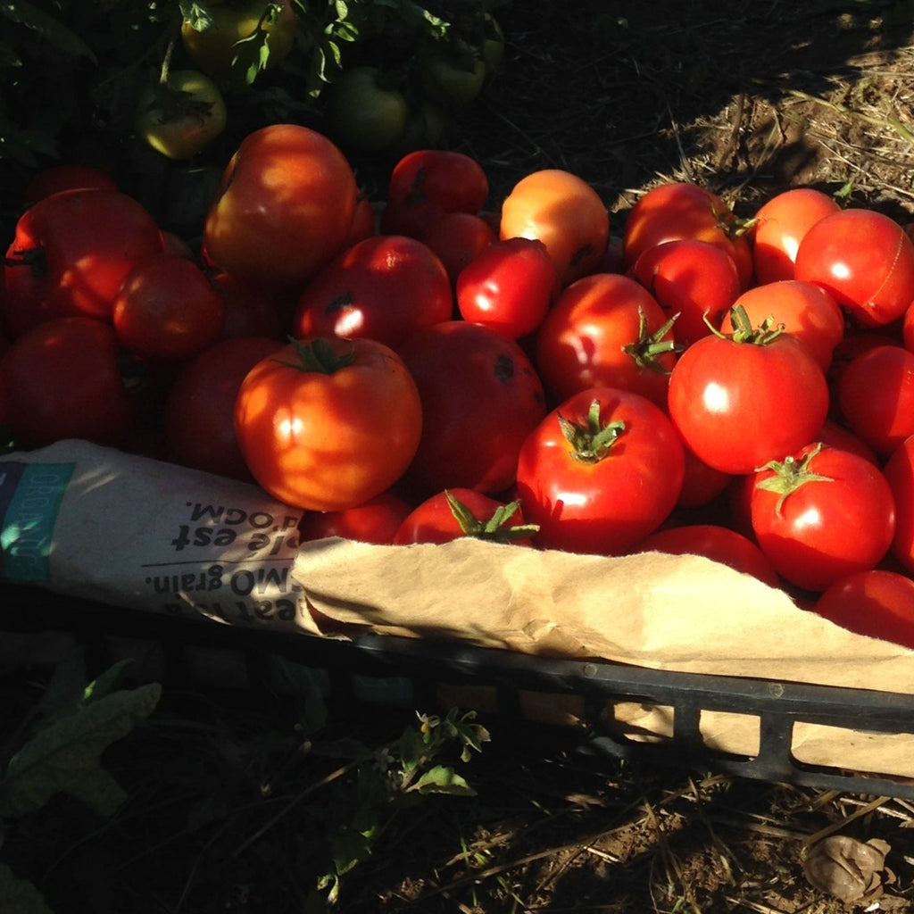 Best of All Tomato Seeds