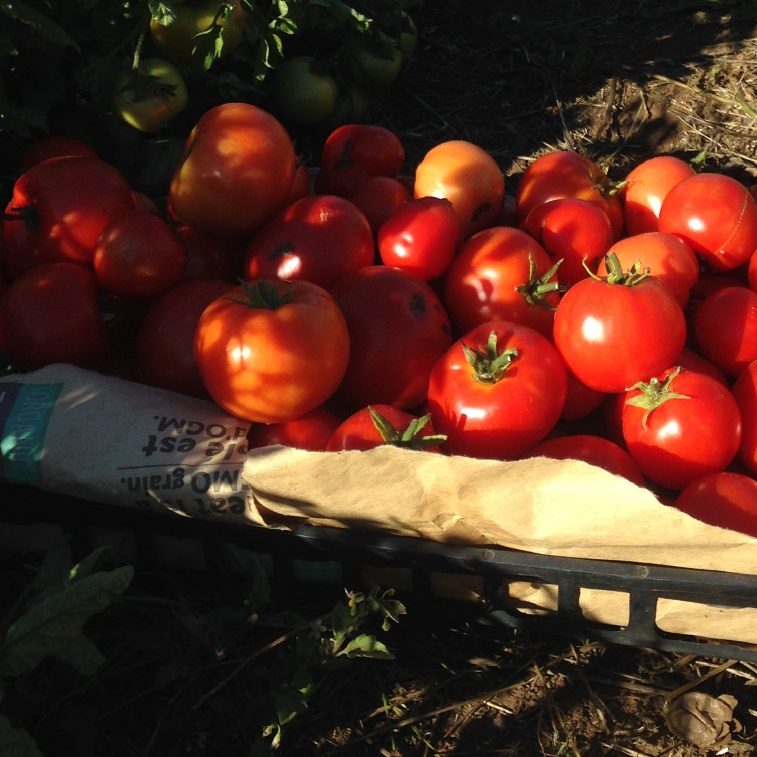 Best of All Tomato Seeds