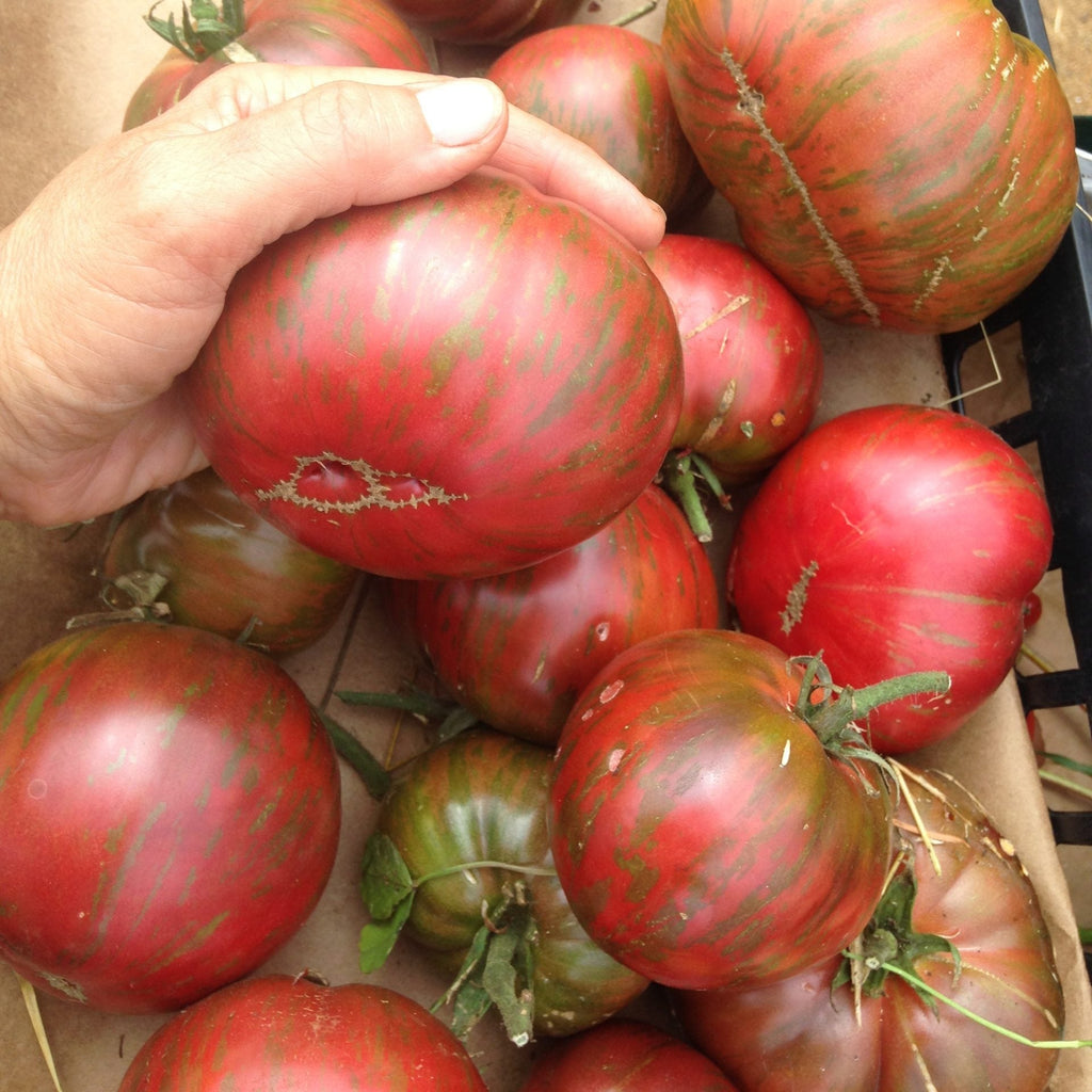 Semences de Tomate Pink Berkeley Tie Dye