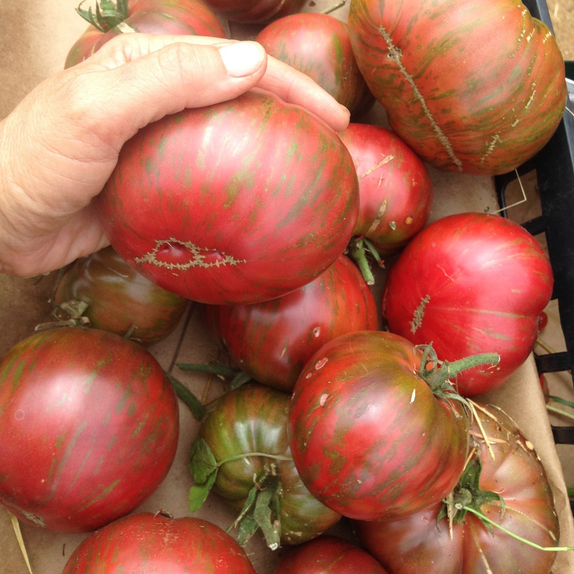 Semences de Tomate Pink Berkeley Tie Dye