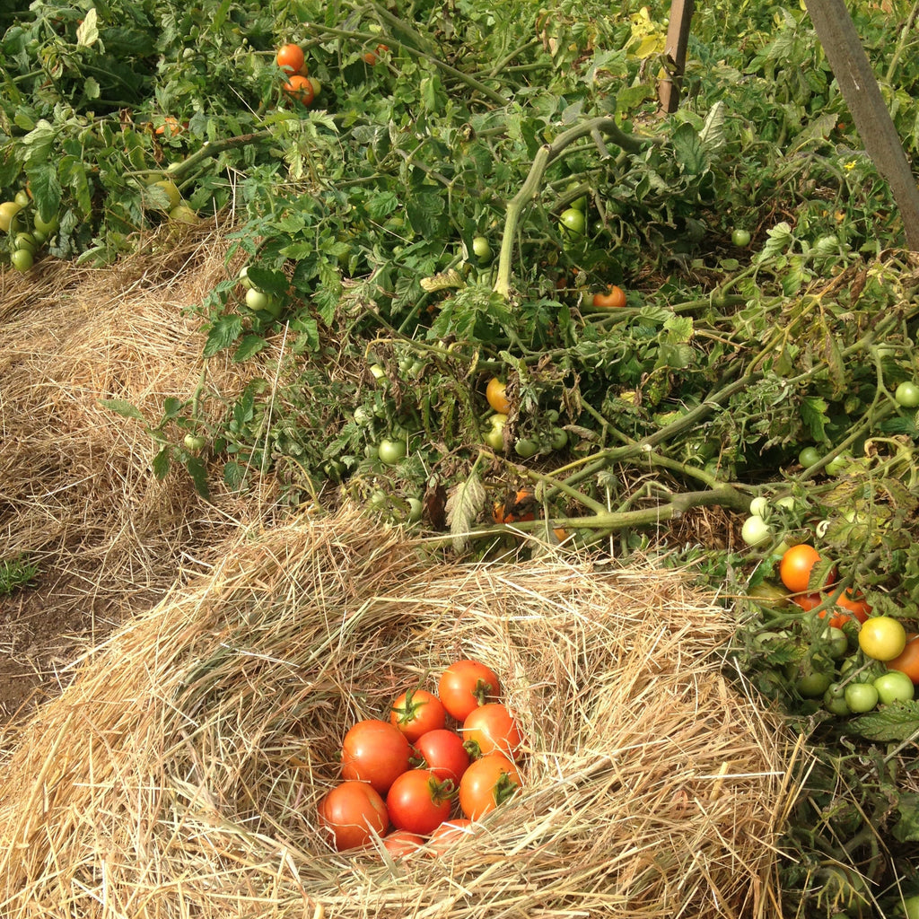 Best of All Tomato Seeds