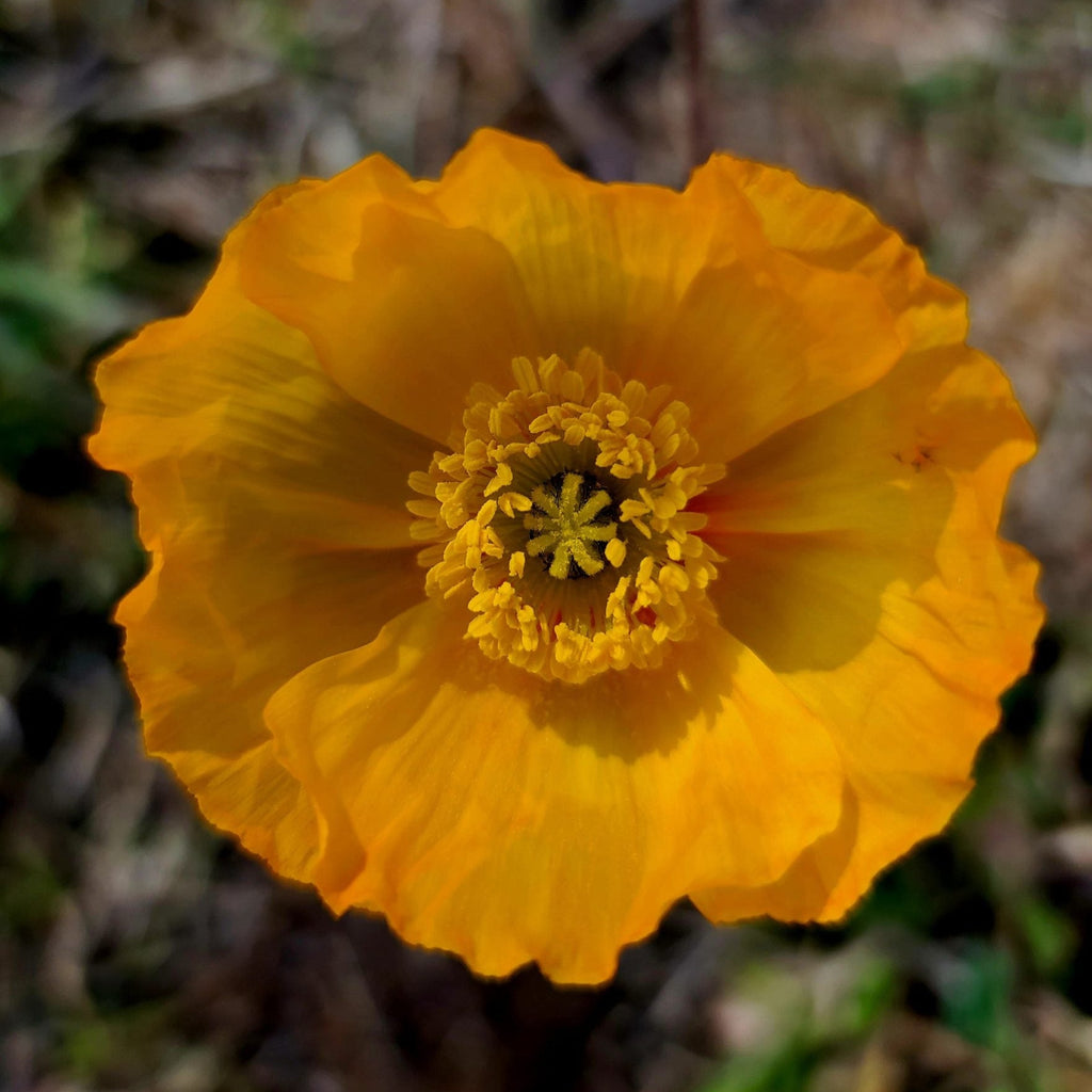 Iceland poppy seeds