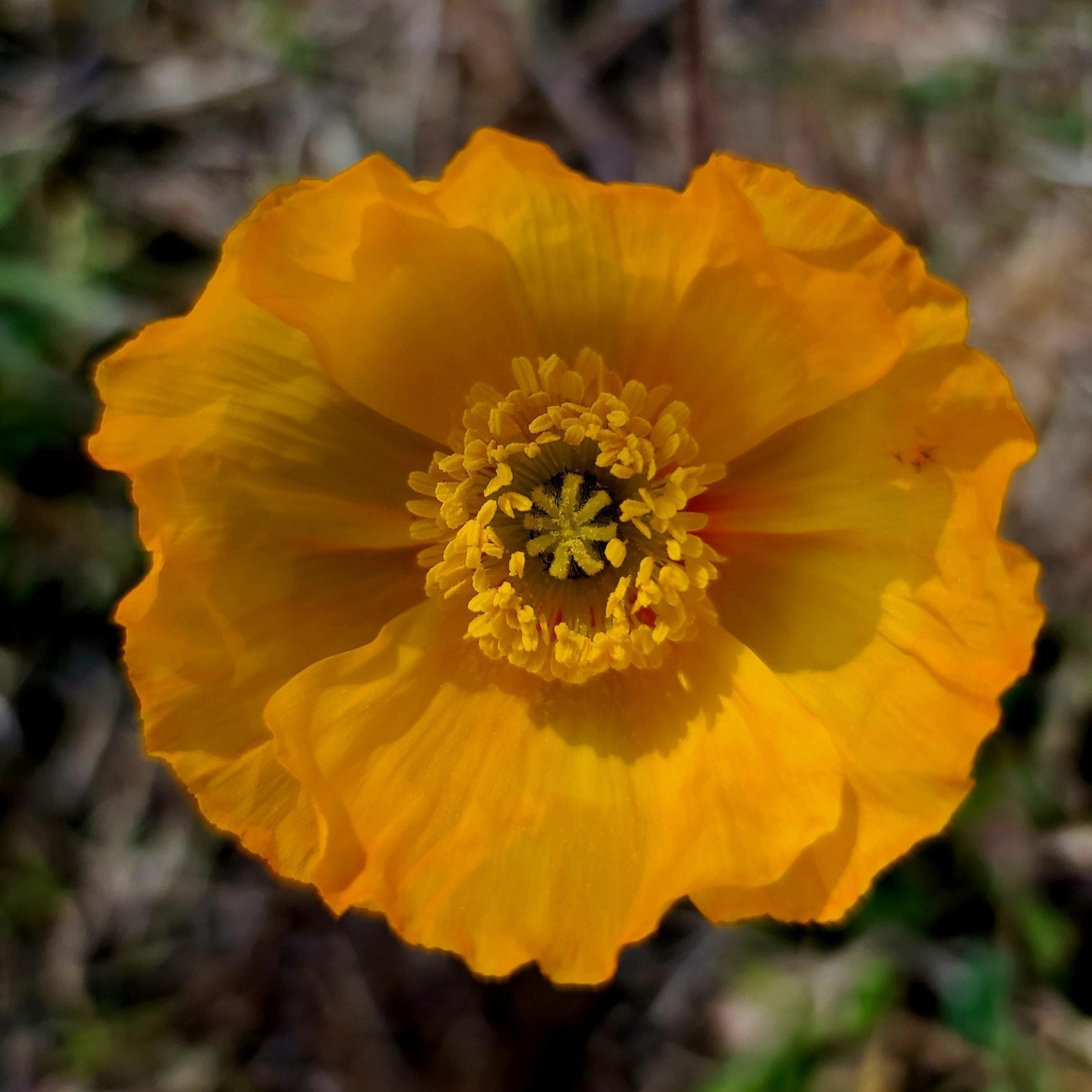 Iceland poppy seeds