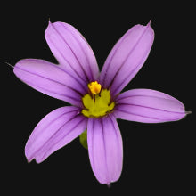 Semences de Sisyrinchium (Blue-eyed grasses)