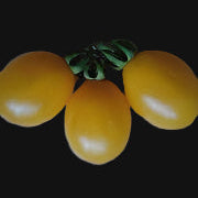 Semences de Tomate Ildi