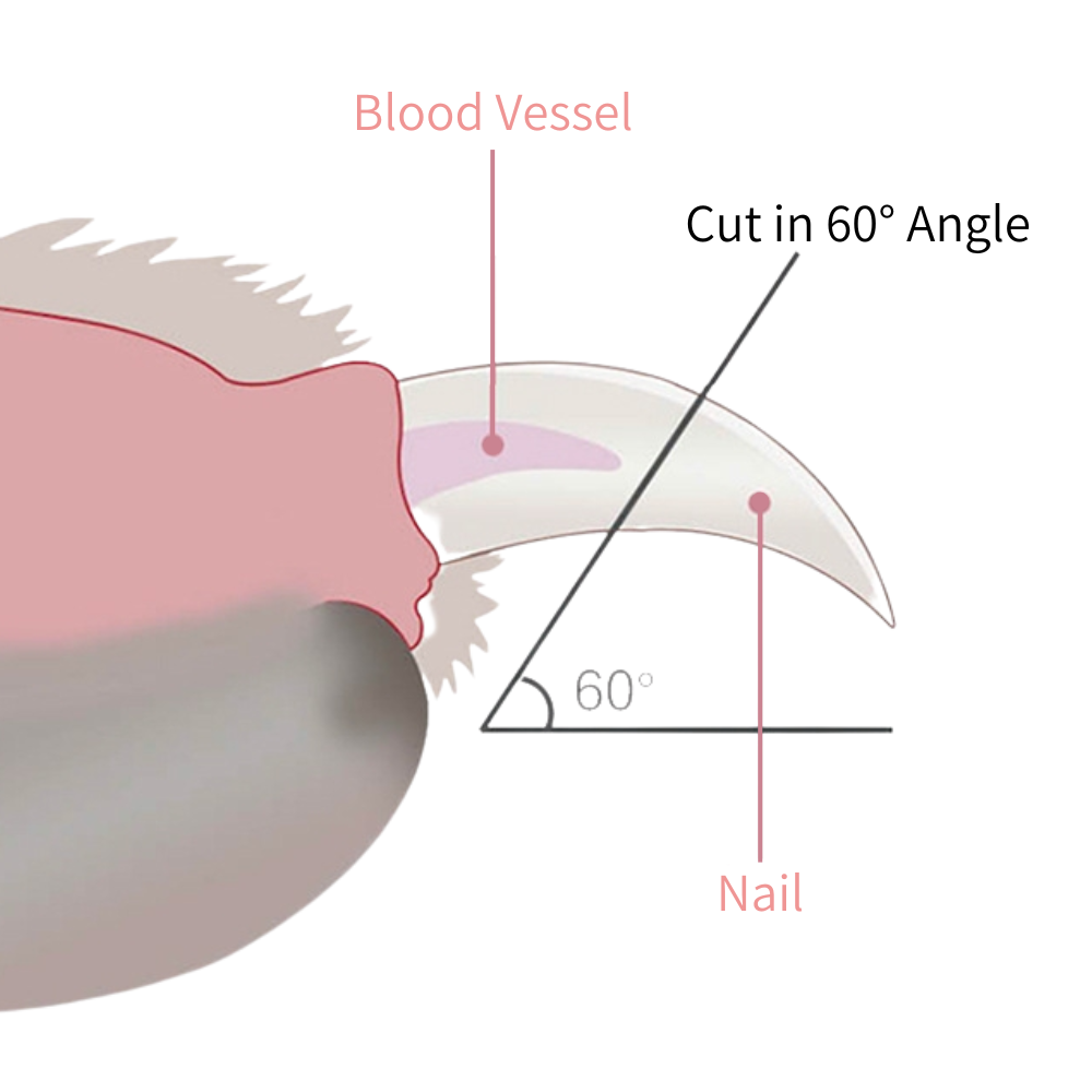 Nail clippers for cats and dogs