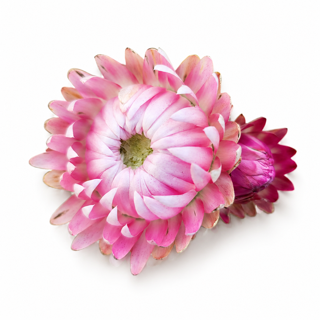 Seeds - Strawflowers