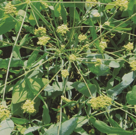 Semences de Céleri indien / Berce laineuse (Cow parsnip)