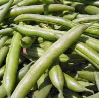 Jersey Climbing Bean Seeds