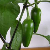 Jalapeno pepper seeds