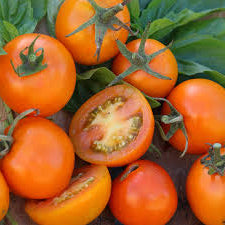 Semences de tomate Jaune de Flamme