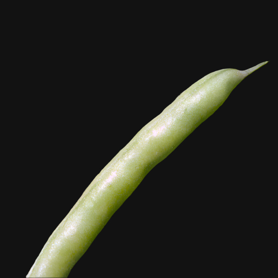 Jersey climbing bean seeds
