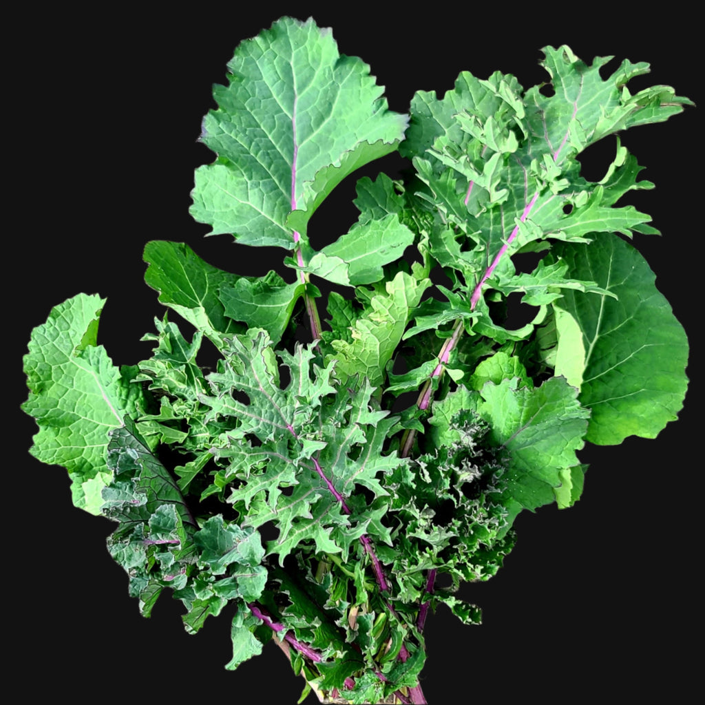 Semences de kale