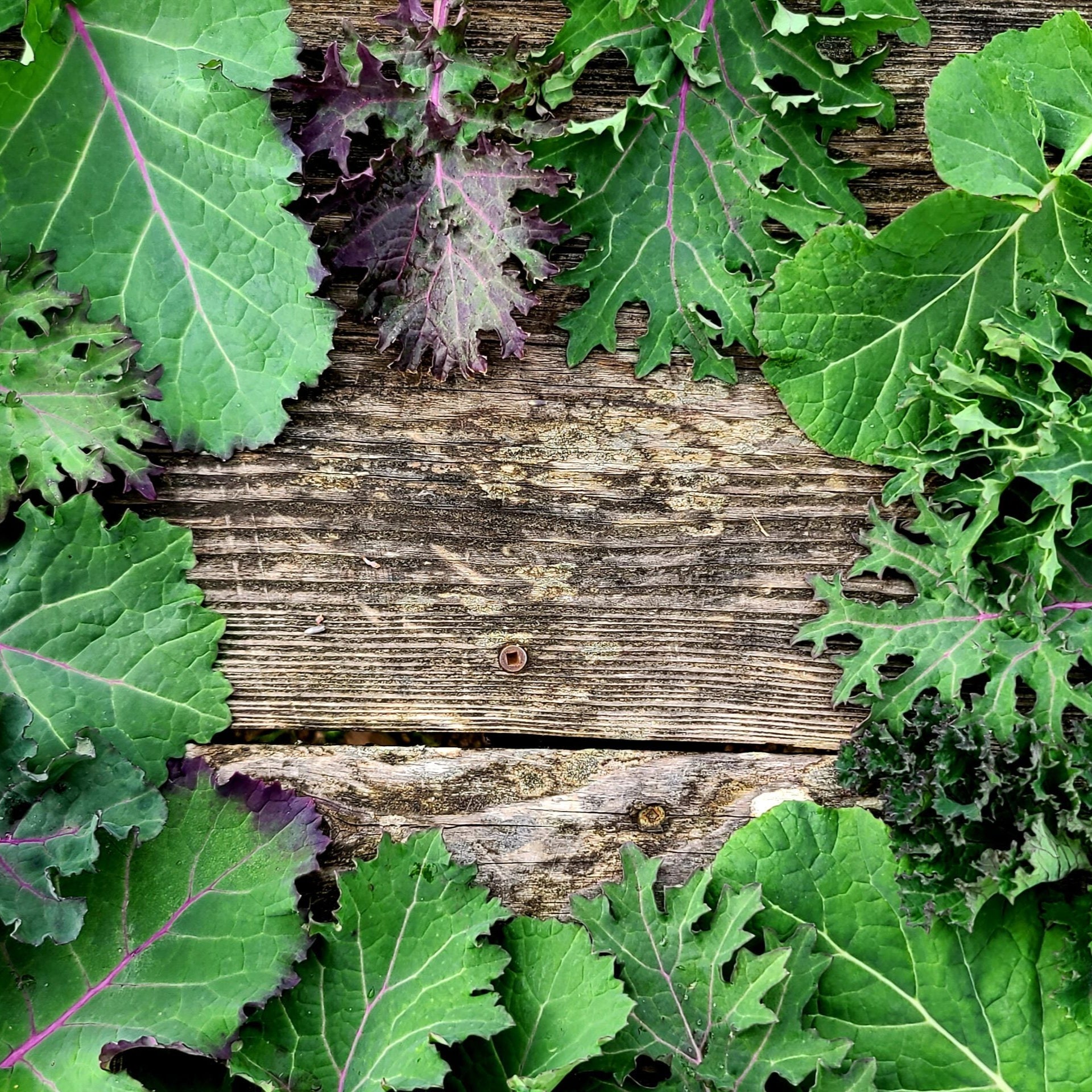 Semences de kale