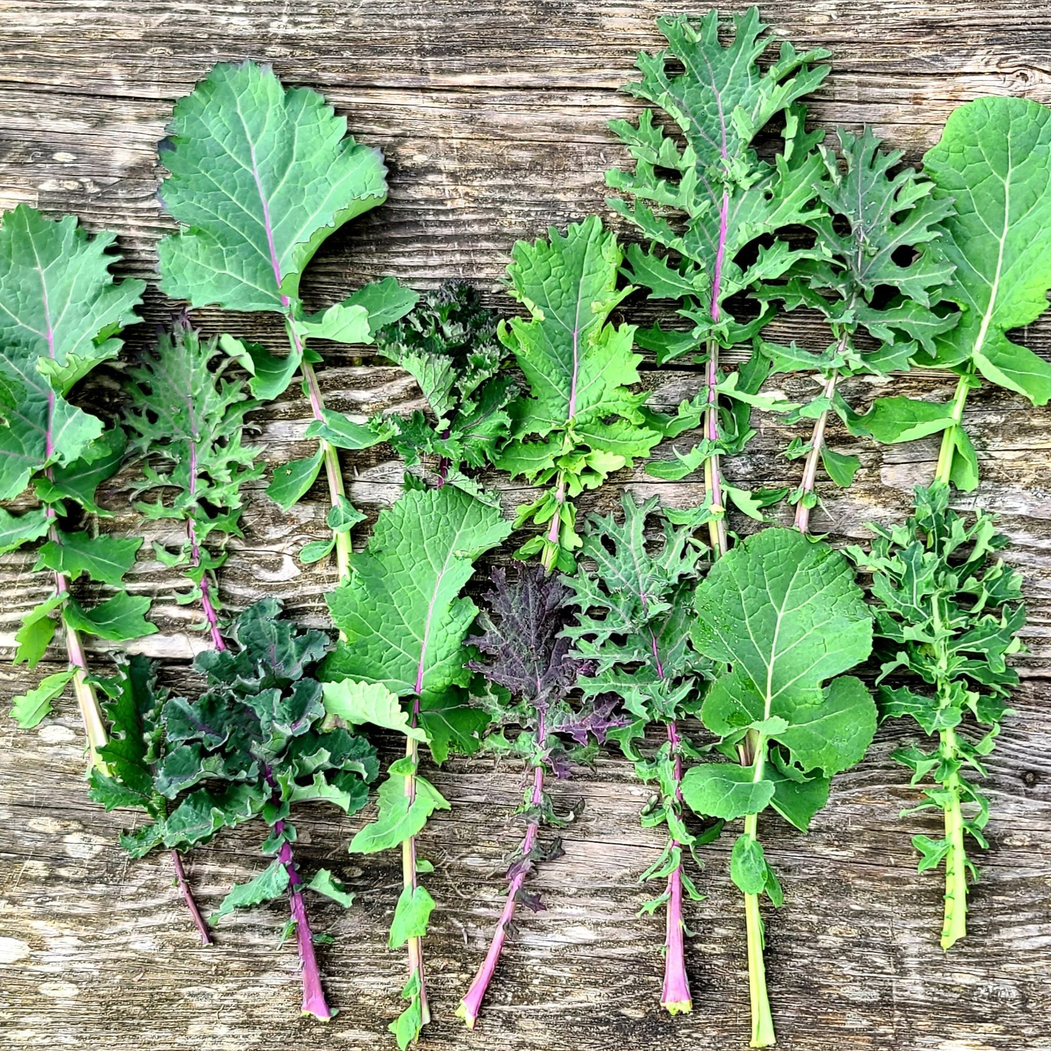 Semences de kale