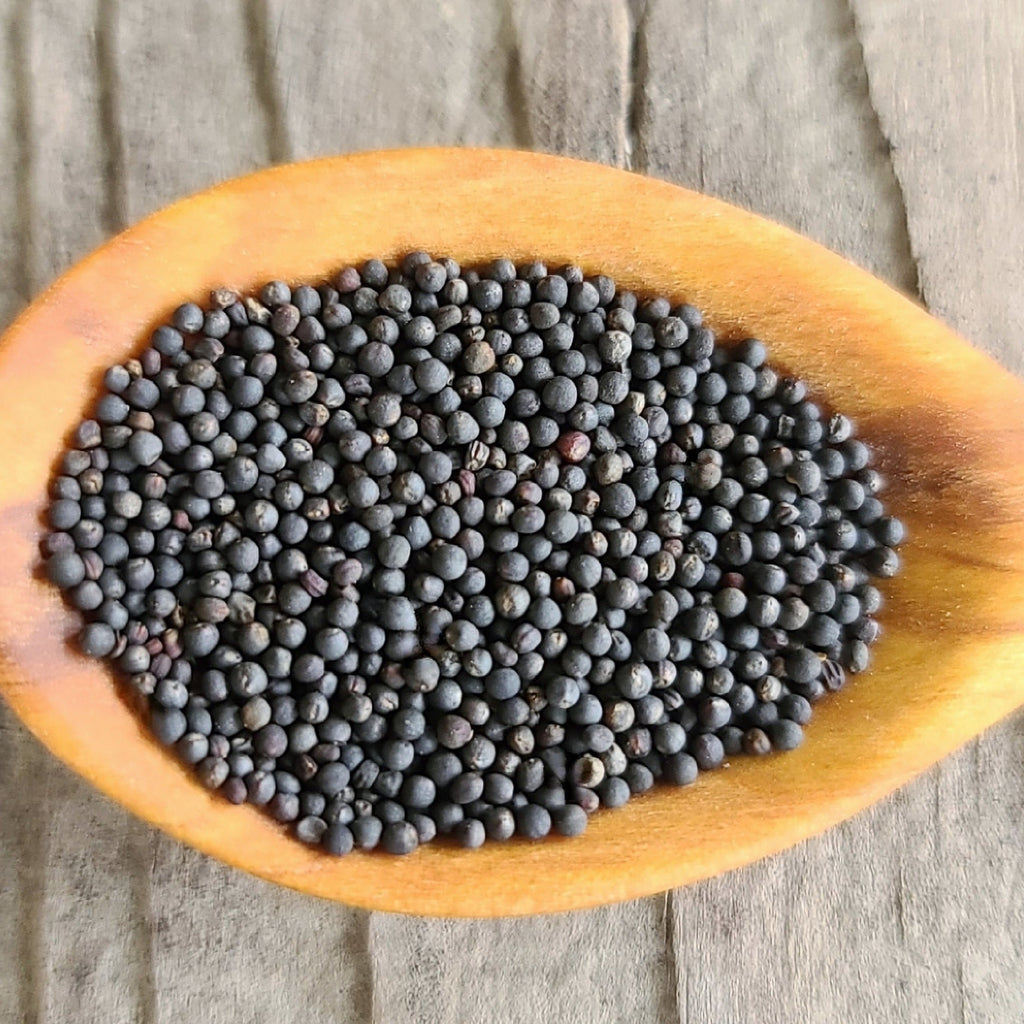 Semences de kale