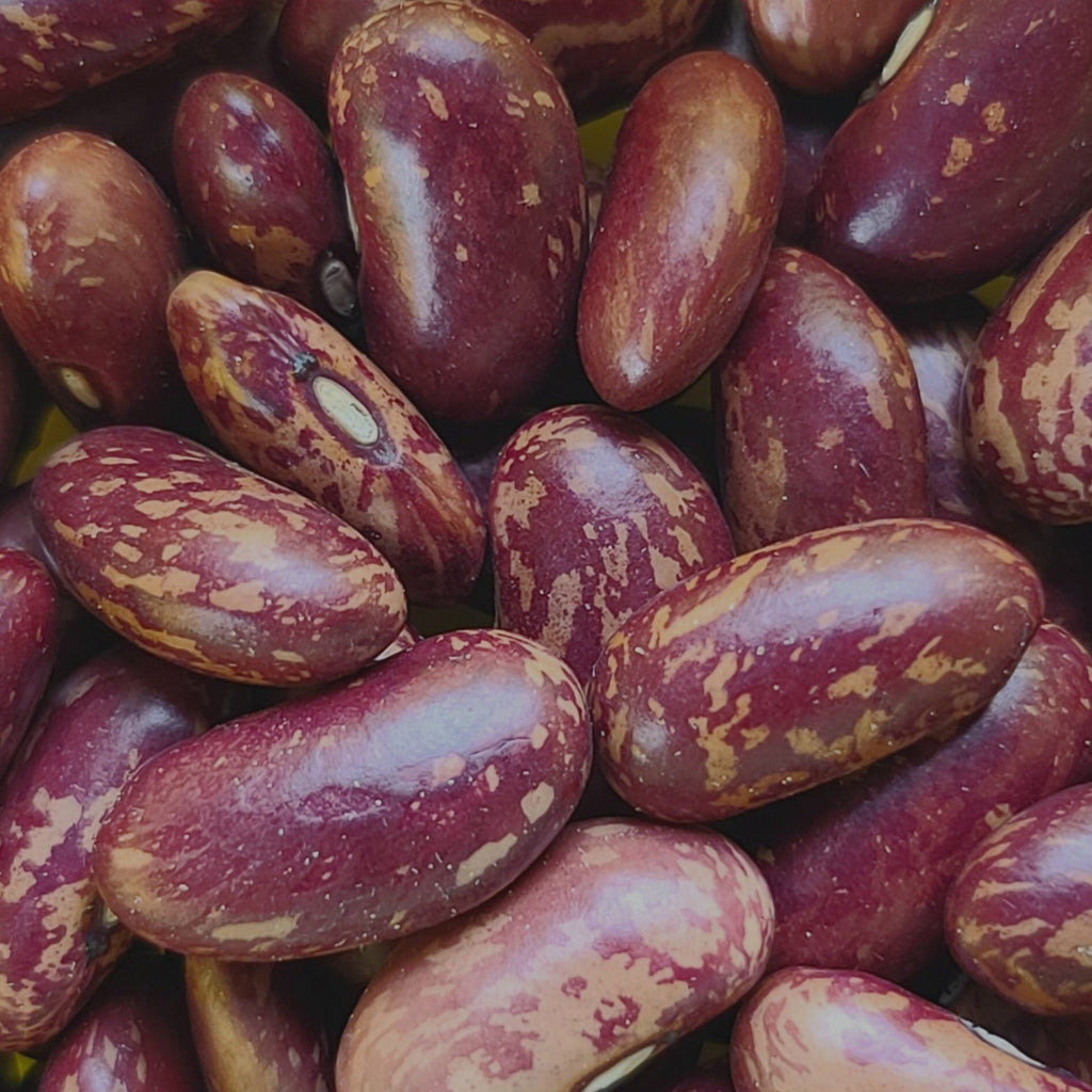 King of the Early Dwarf Bean Seeds