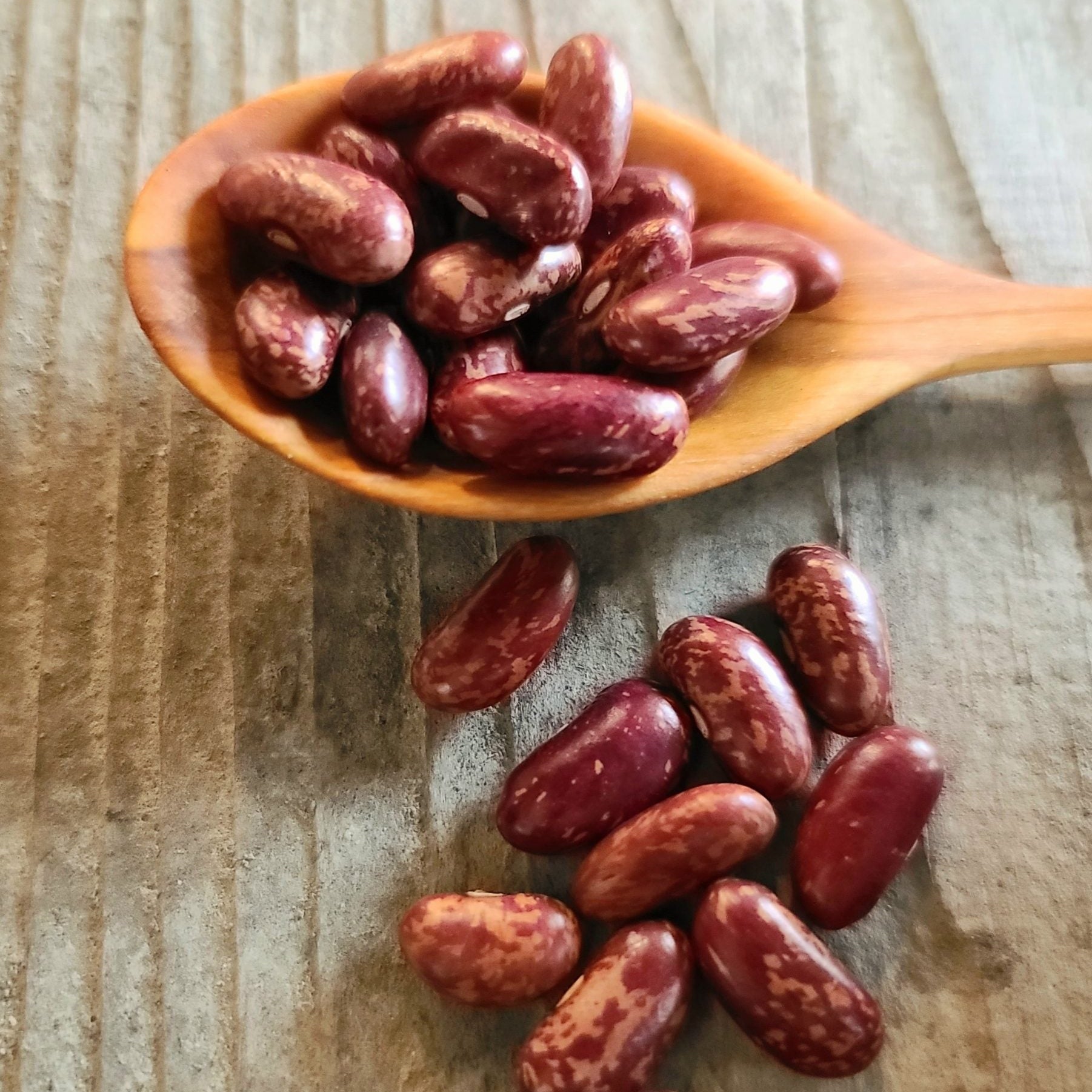 King of the Early Dwarf Bean Seeds