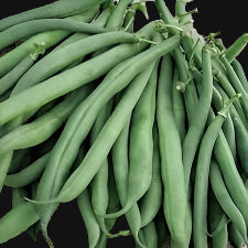 King of the Early Dwarf Bean Seeds