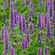 Korean licorice mint seeds