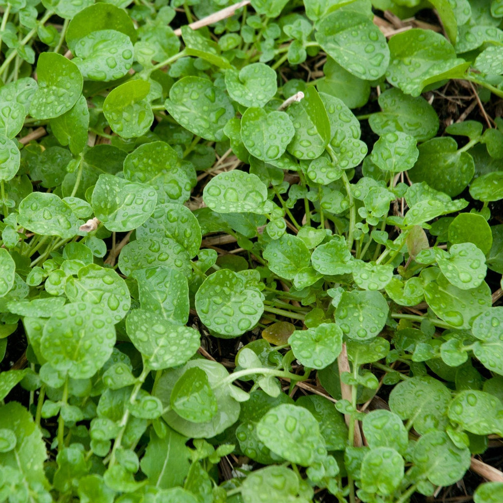 Upland Cress Seeds