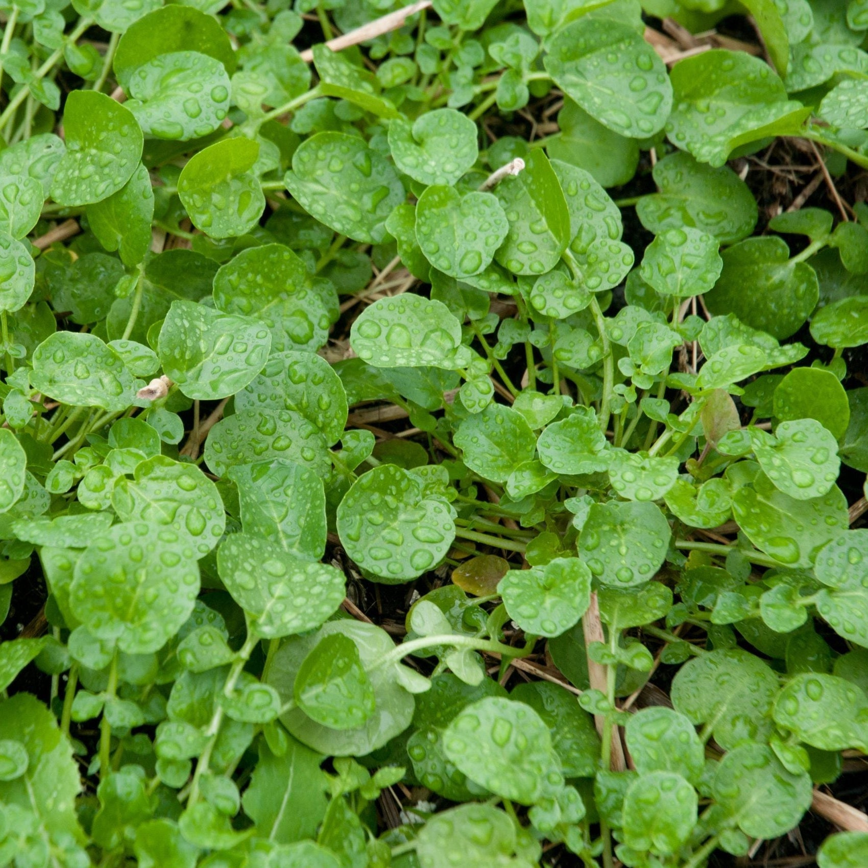Upland Cress Seeds