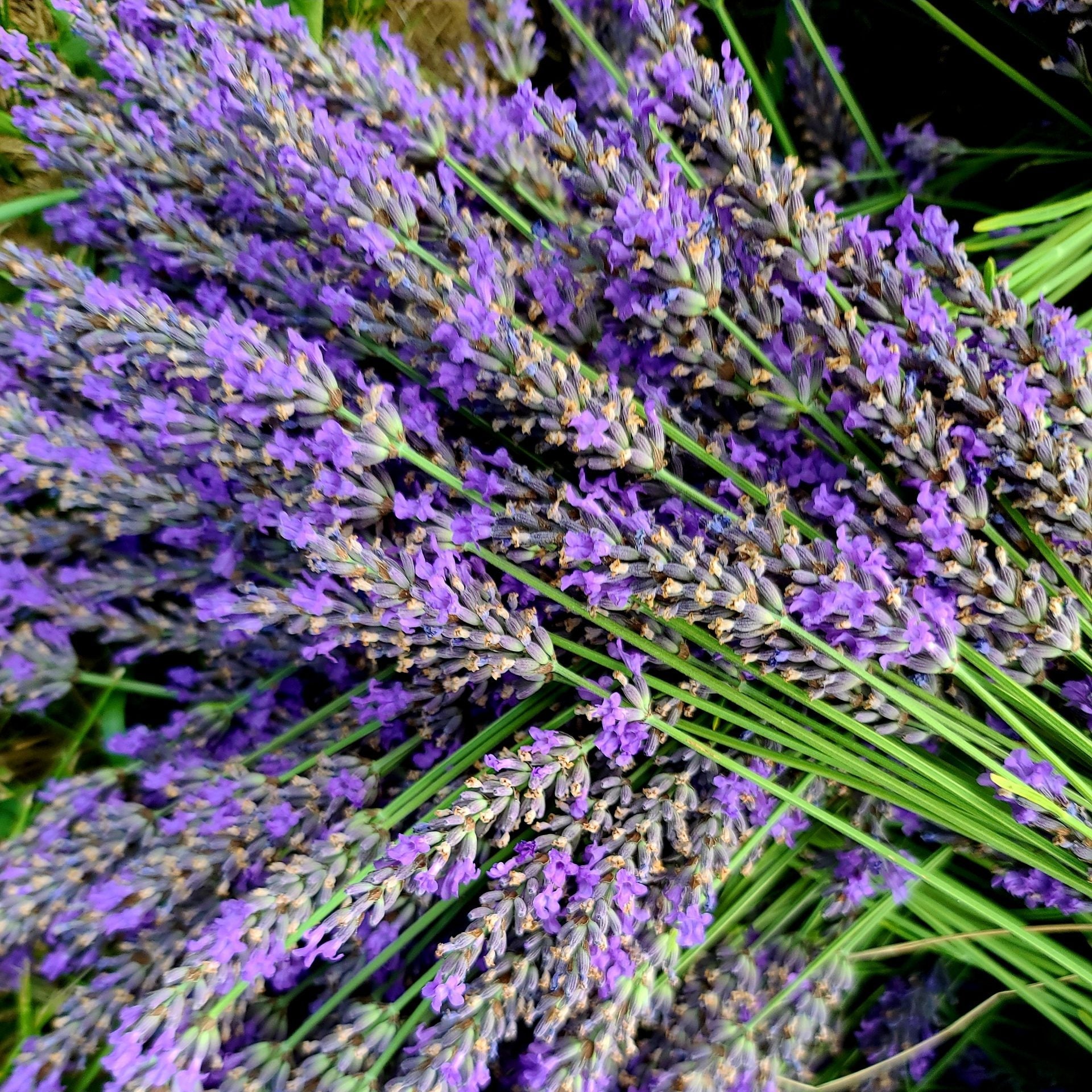 Lavender Seeds