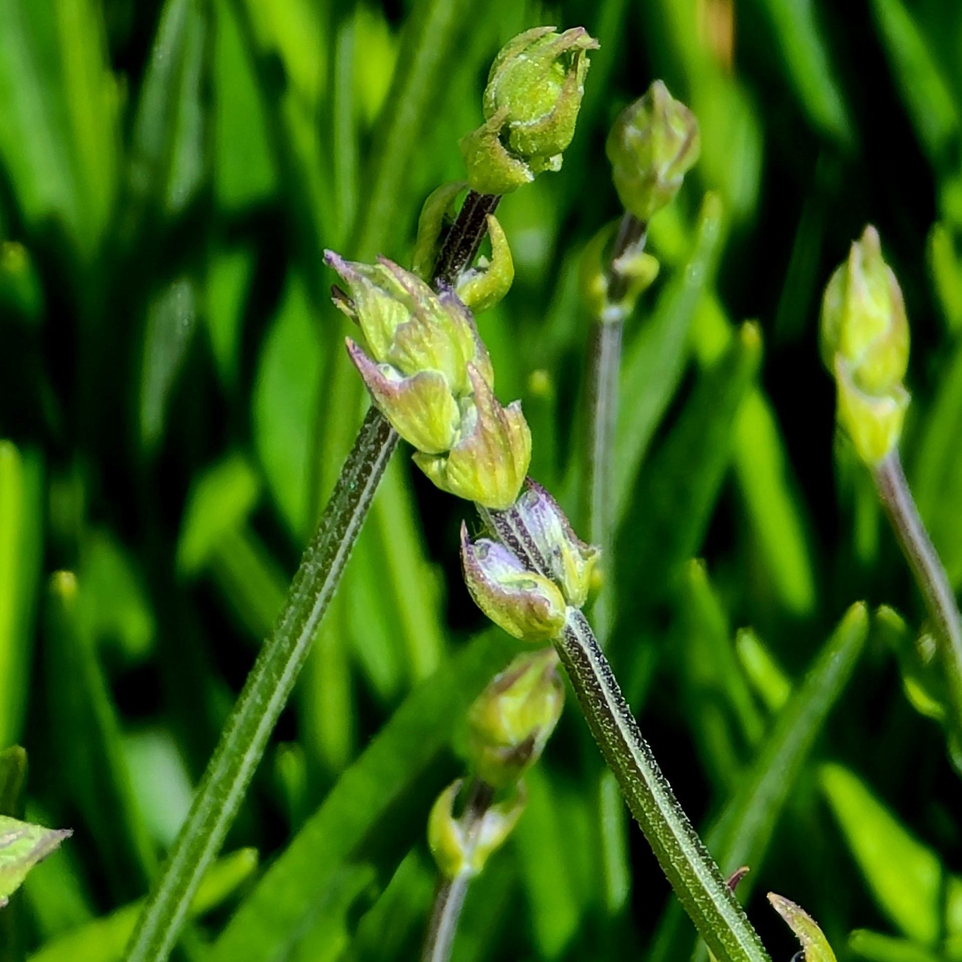 Lavender Seeds