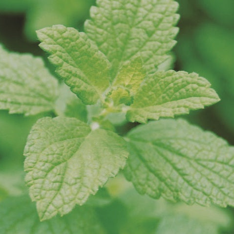Semences de Mélisse officinale