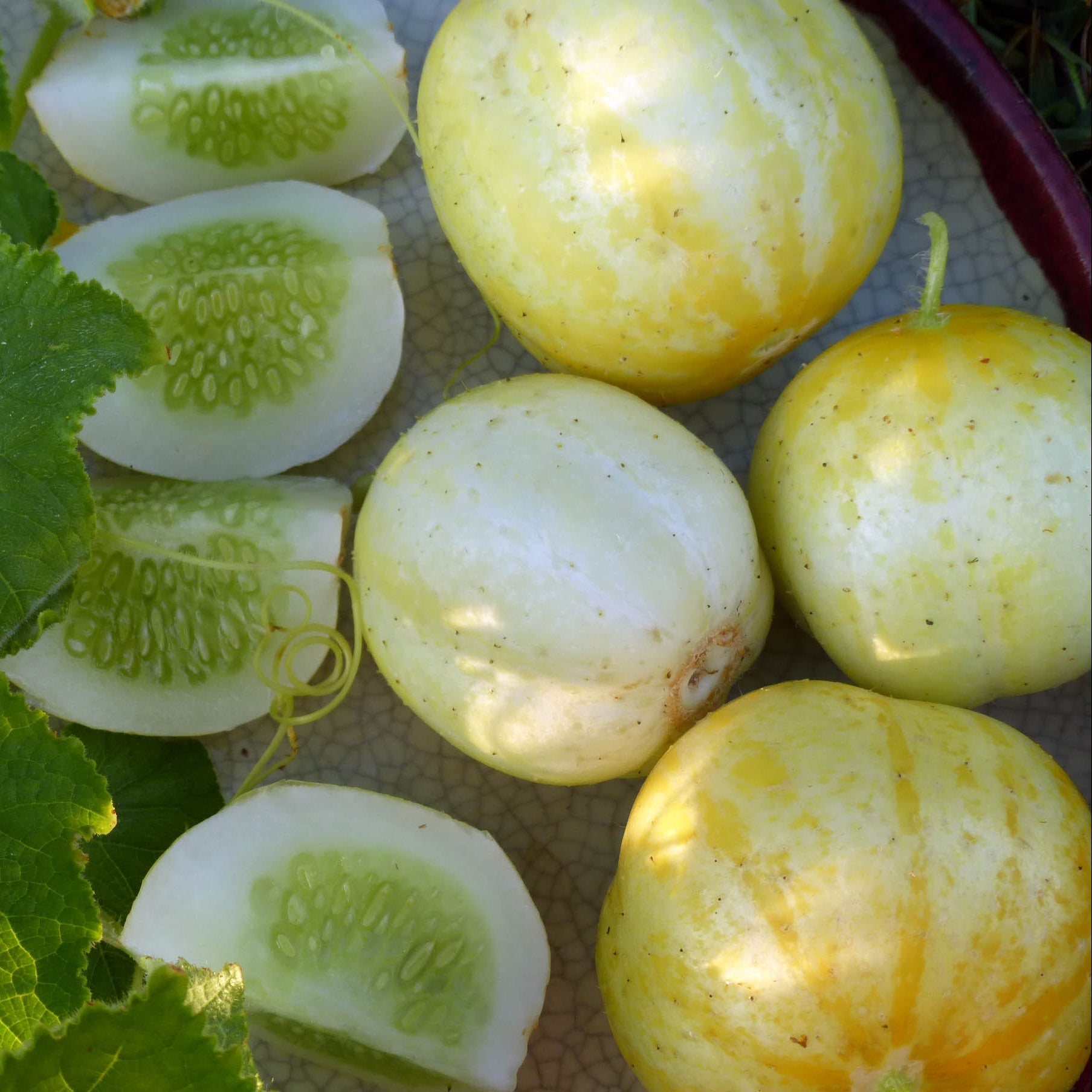 Lemon cucumber