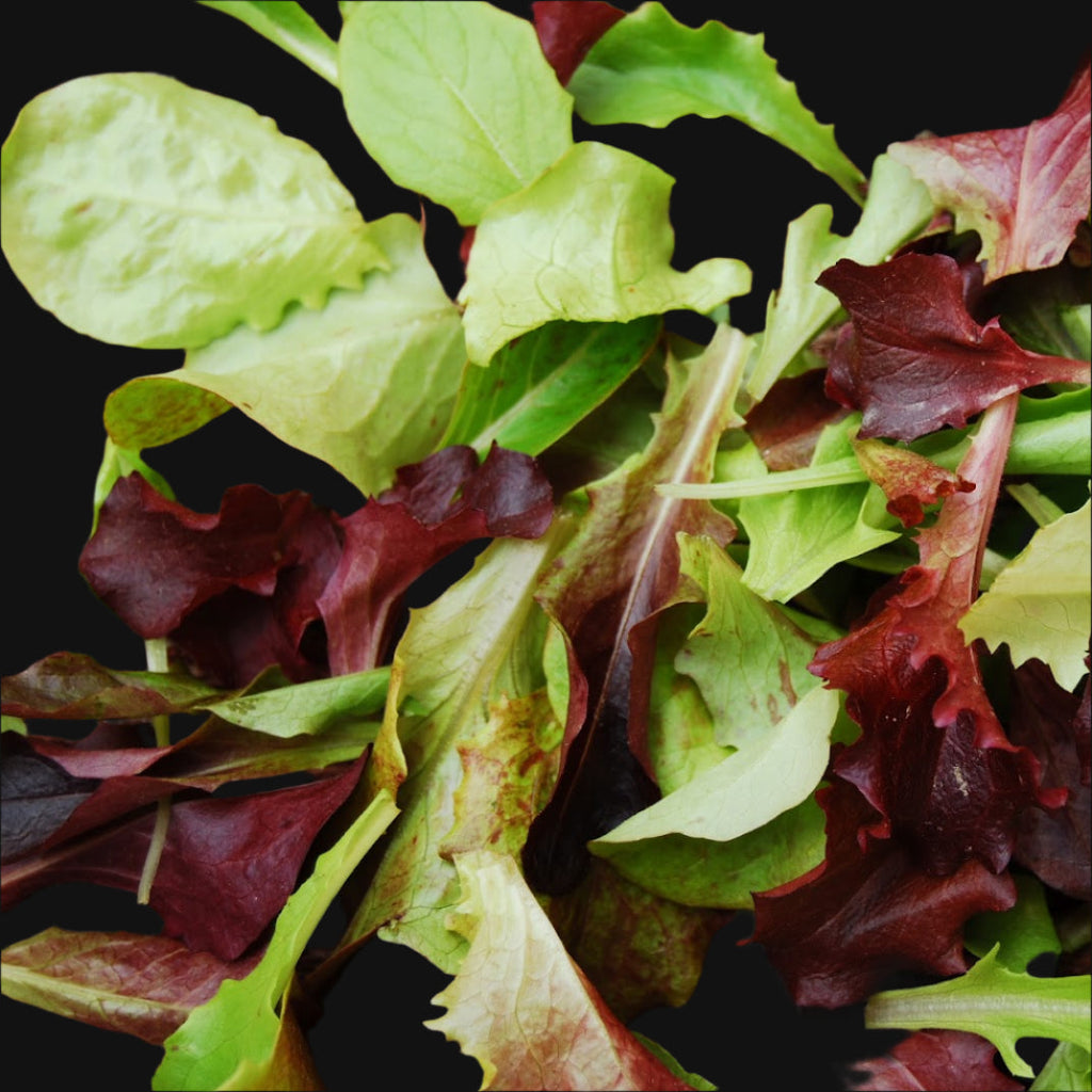 Lettuce Mix Seeds