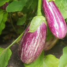 Semences - Aubergine Listada de Gandia