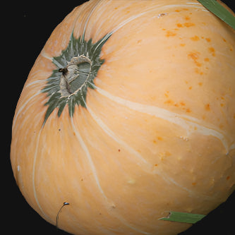 Salmon River Squash Seeds