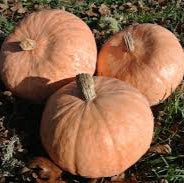 Salmon River Squash Seeds