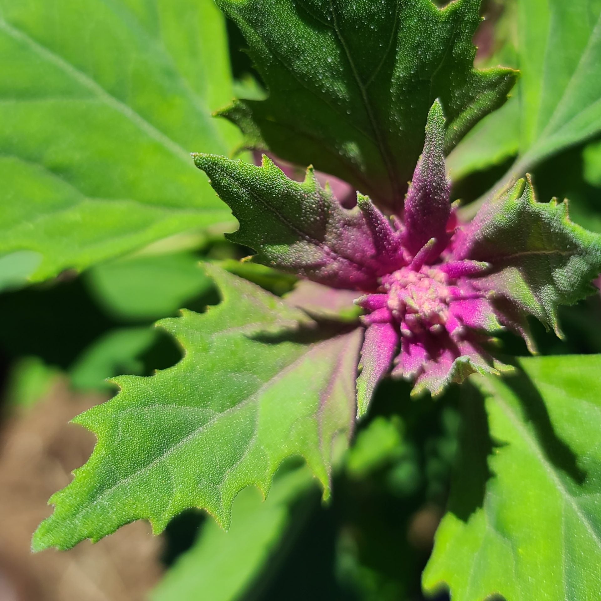 Magenta Spreen Seeds