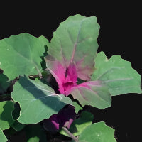 Magenta Spreen Seeds