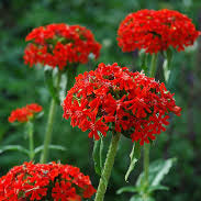 Maltese Cross (Jerusalem Cross) Seeds