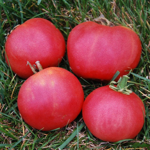 Metchosin Pink Tomato Seeds