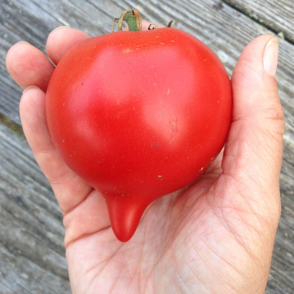 Teardrop Tomato Seeds