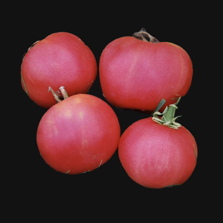 Metchosin Pink Tomato Seeds