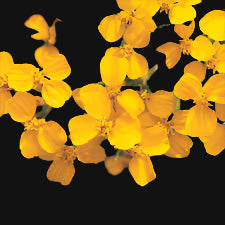 Semences de souci menthe mexicain (Mexican Mint Marigold)