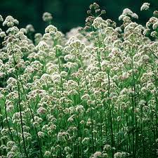 Mika's Headache Blend Seeds