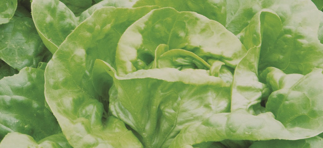 Semences de Laitue pommée (Butterhead lettuce / Mirla Lettuce)