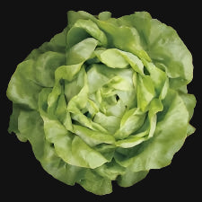 Semences de Laitue pommée (Butterhead lettuce / Mirla Lettuce)