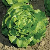 Butterhead Lettuce (Mirla Lettuce) Seeds