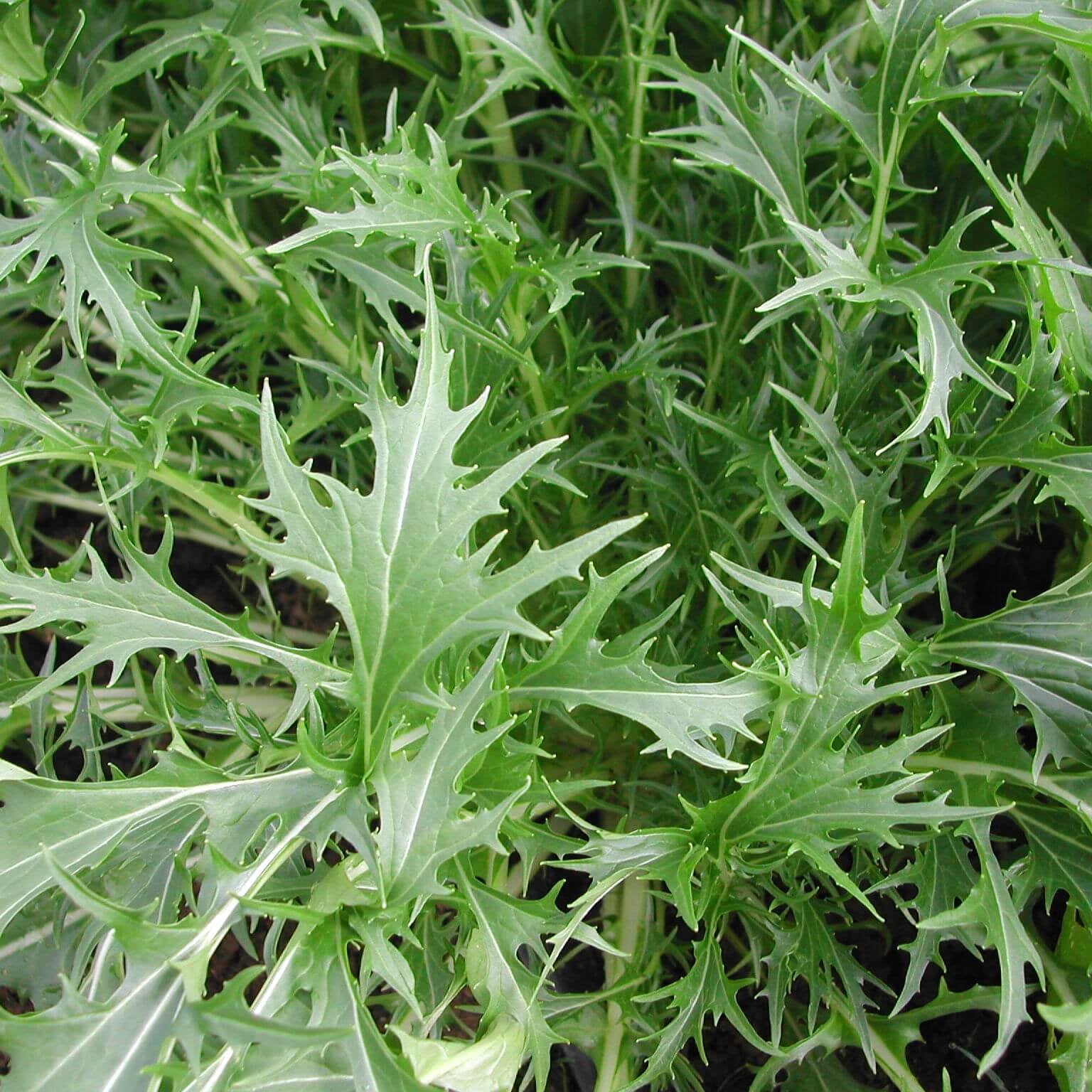 Semences de Mizuna Greens